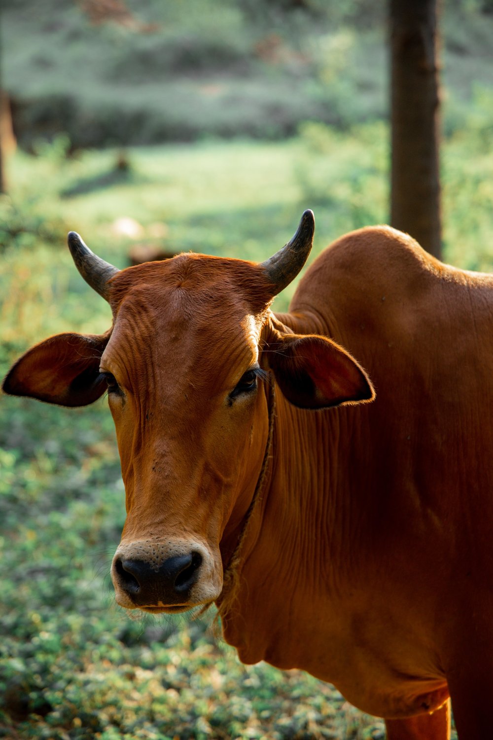 Cattle prices snag AACo’s interim profit: Outlook anything but bullish