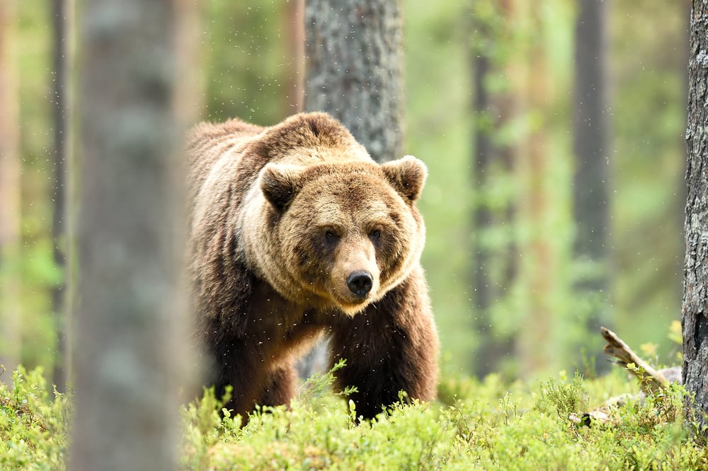 Bearish Bets: Investors remain short-heavy among lithium, retail and unprofitable tech stocks