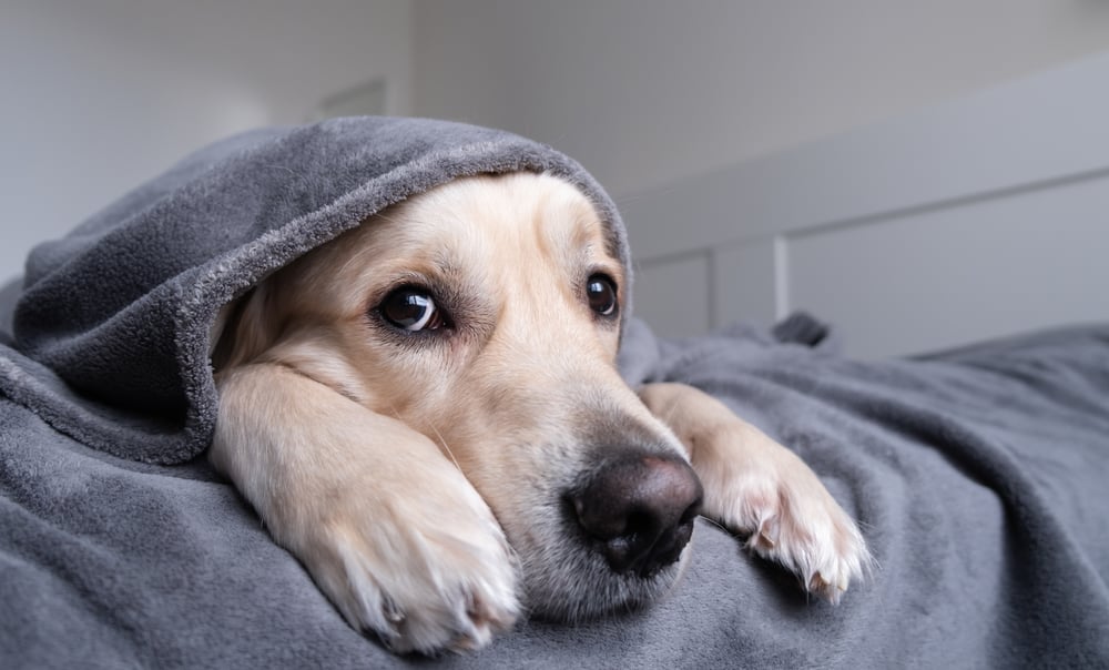 PharmAust highlights survival rate success in trial studying dogs with blood cancer