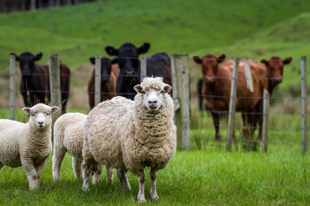 PharmAust patients to continue trial using…livestock wormicide