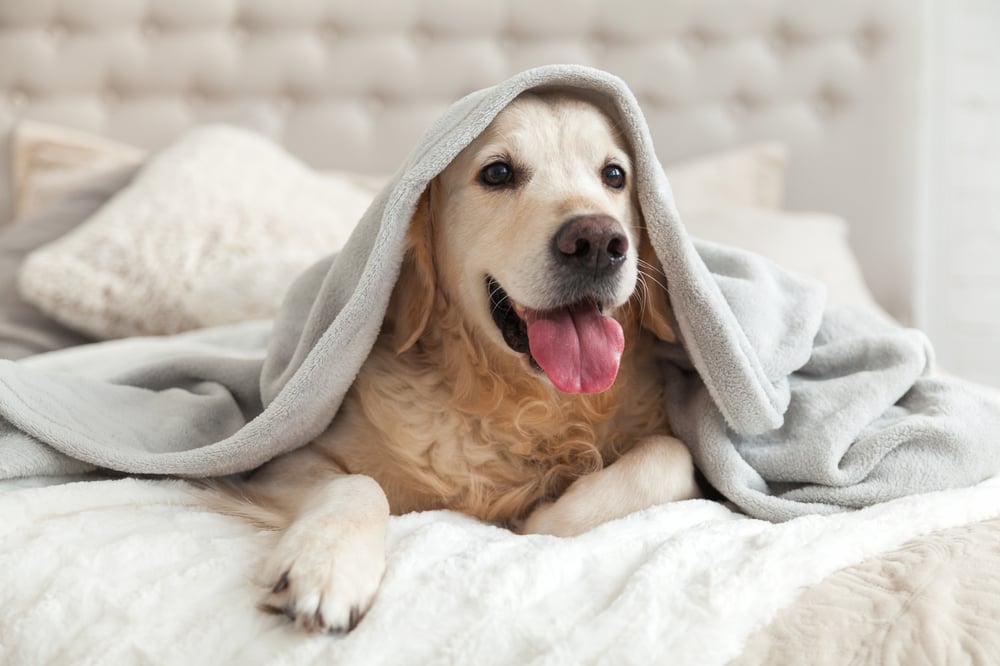 Woolworths set to become the pet retailing king: Brokers opinions split