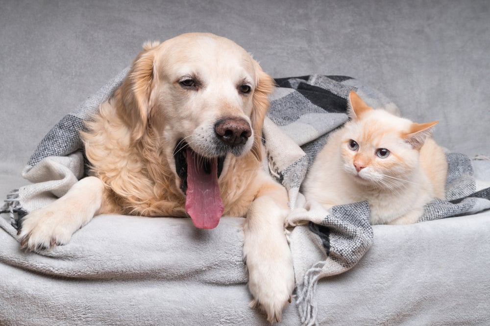 Rising pet ownership encouraged by covid lockdowns sees Woolies eyeing more opportunities