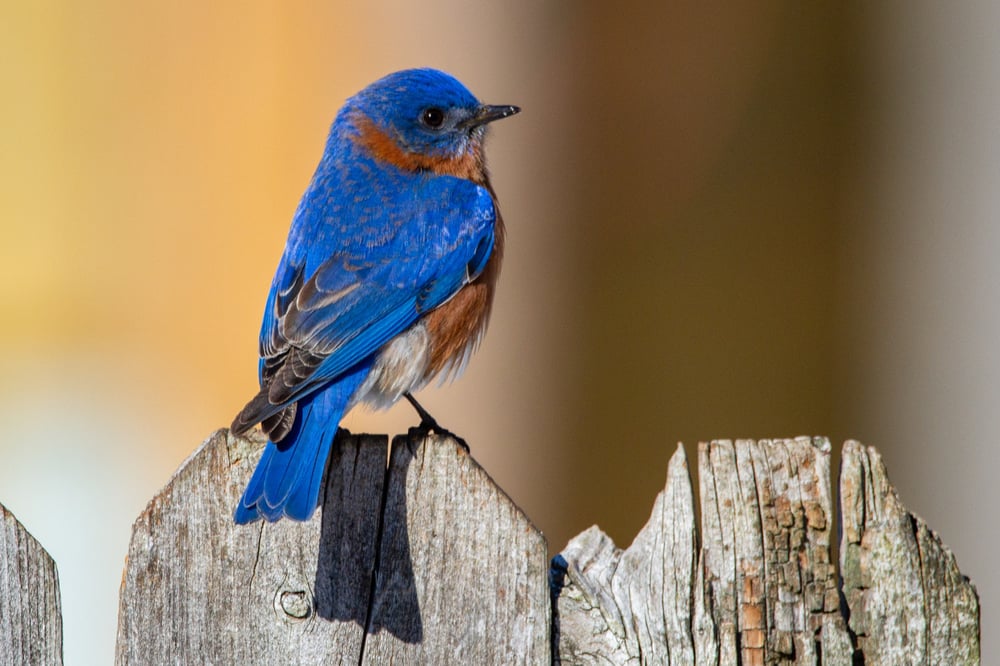 Tennant hits more high-grade copper at NT Barkly project’s Bluebird prospect 