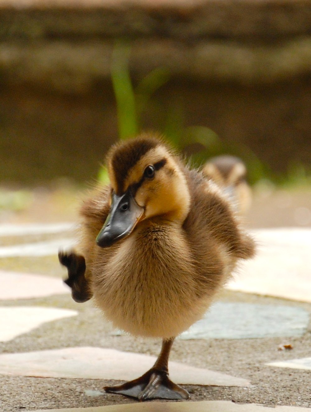 Two ugly-ducking IT stocks that may have reached an inflection point