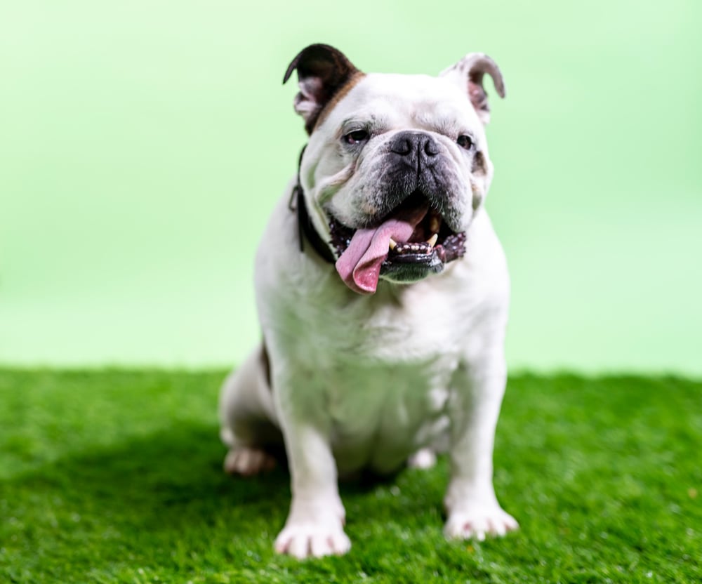 Testament of confidence: YPB locks in $1M in funding from its own top dog