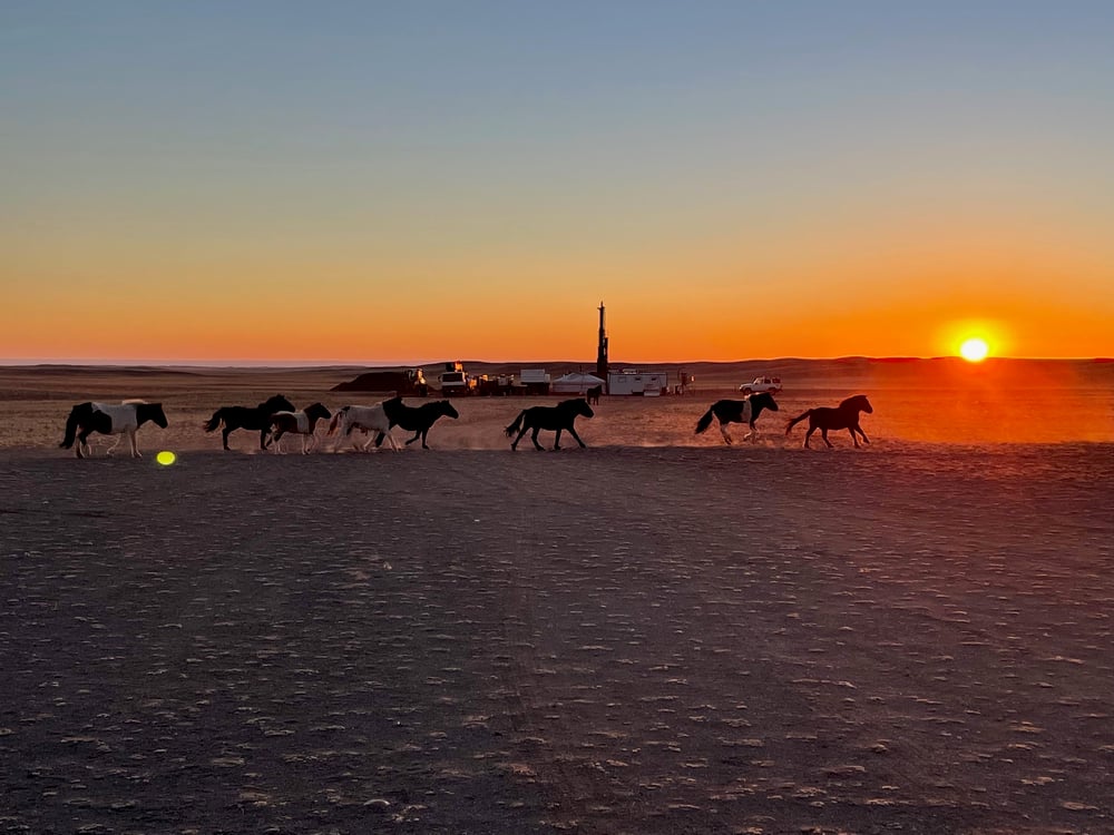 Horses gallop in single file on-site Elixir's Nomgon acreage