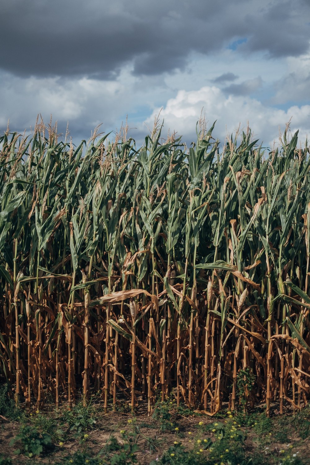 Brazilian acquisition could boost Nufarm’s long-term earnings growth