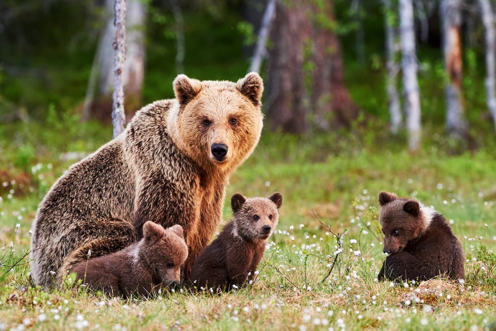 3 things you should know about recessions and bear markets