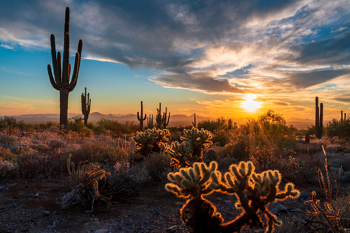 Riedel soars 60% as company hits gold and silver in Arizona