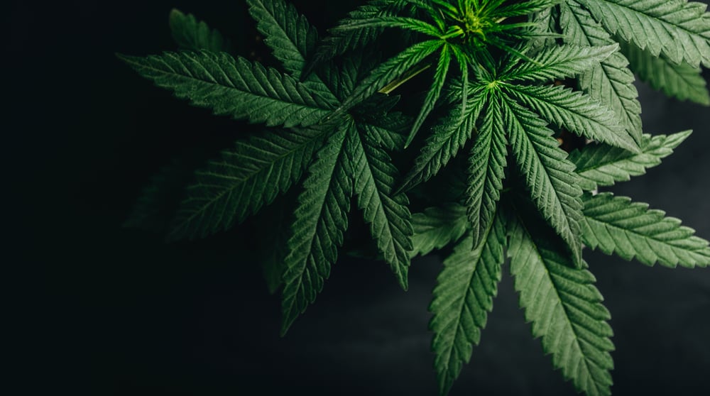 BOD Australia says CBG cannabis product useful in range of common disorders 