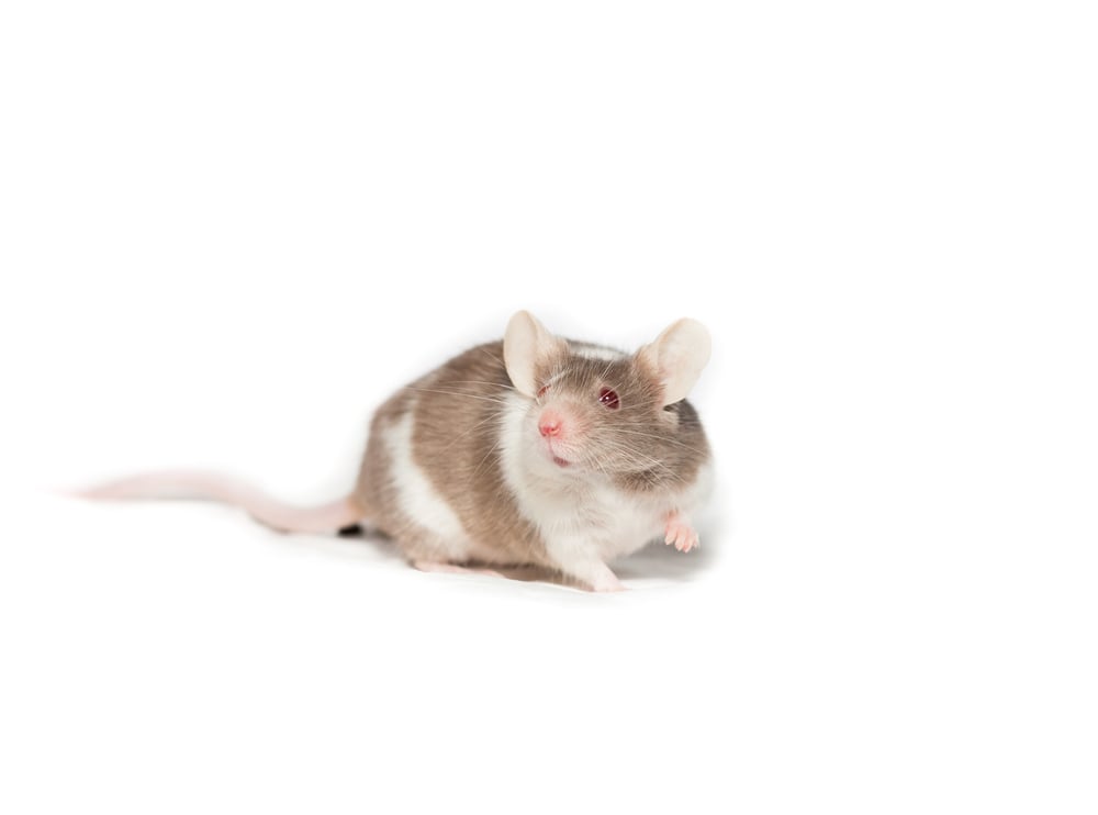 PharmAust looks to Eastern Europe for unvaccinated COVID trial participants 