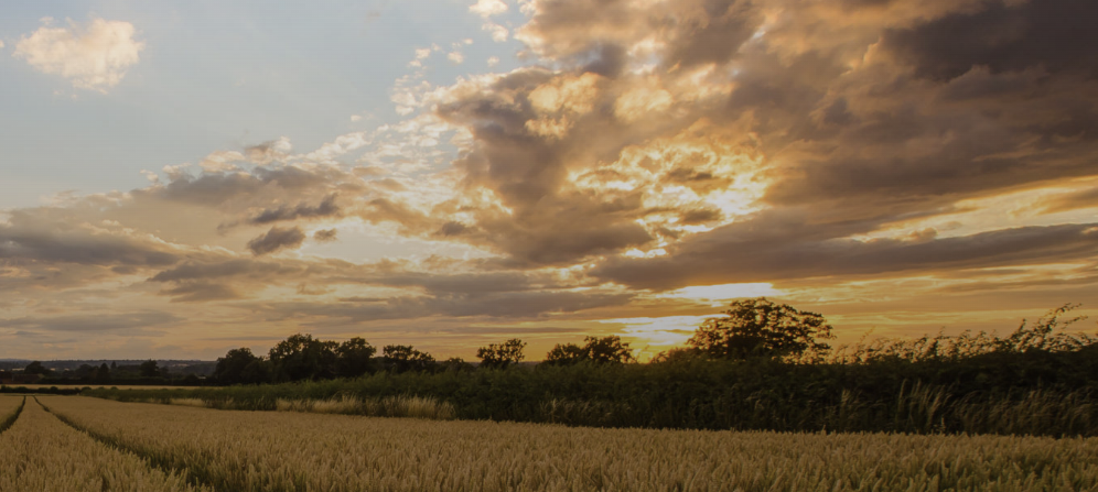 GrainCorp declares total fully-franked interim dividend of 24cps following record half-year 