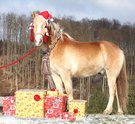 Every 5.5 BHP shares gets you one Woodside, but don’t forget the absolute gift horse: Fully franked credits 