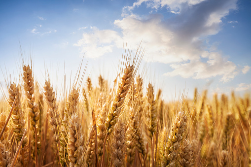  GrainCorp guides to major earnings upgrade amid unprecedented global demand 