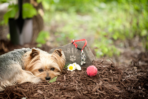 Invocare posts Lazarus-like return to profit: Pay-now-die-later/pets core growth drivers
