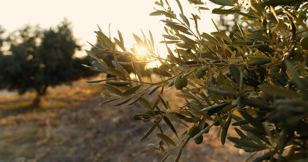Could Aussie olive oil deliver some serious gains?