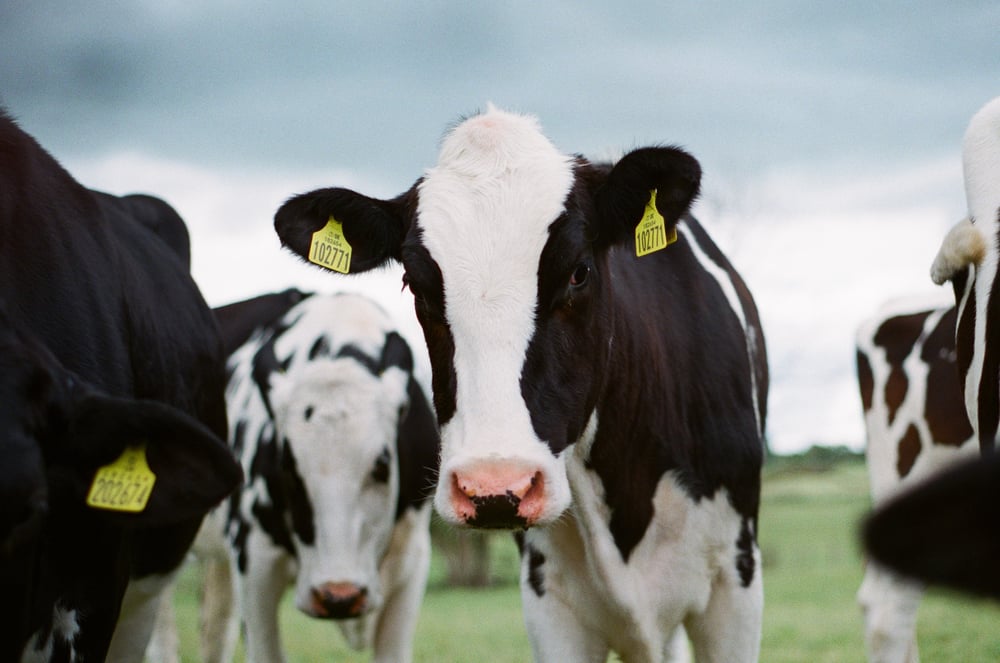 Net profit soars at a2 Milk (but these two brokers still think it’s a sell) 
