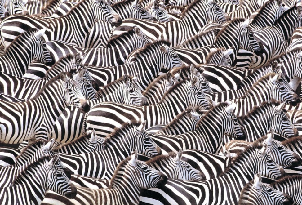 zebras.jpg
