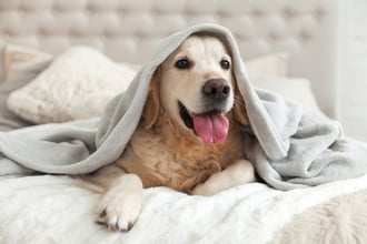 Woolworths set to become the pet retailing king: Brokers opinions split