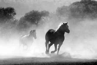 Goodman trots to record high