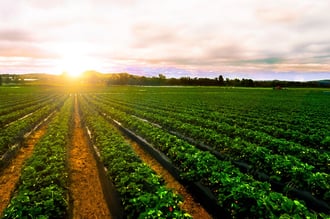 Nufarm's turnaround arc: Leverage down, earnings up and brokers upgrading