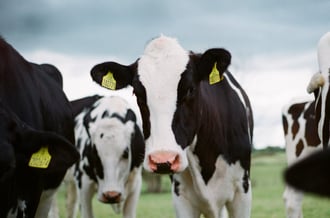 Stocks making the biggest moves at noon Synlait Milk, AMP, Kogan and more